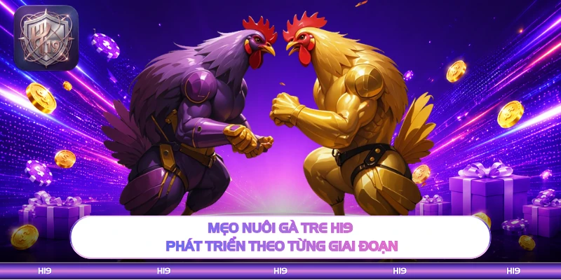 Mẹo nuôi gà tre H19 phát triển theo từng giai đoạn
