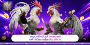 Trực Tiếp Đá Gà Thomo H19 - Phát Sóng Trận Đấu Bồ CPC